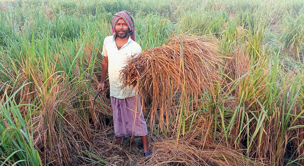 গাংনীতে কারেন্ট পোকার আক্রমণে কৃষকের সর্বনাশ: ভেজাল কীটনাশকের অভিযোগ