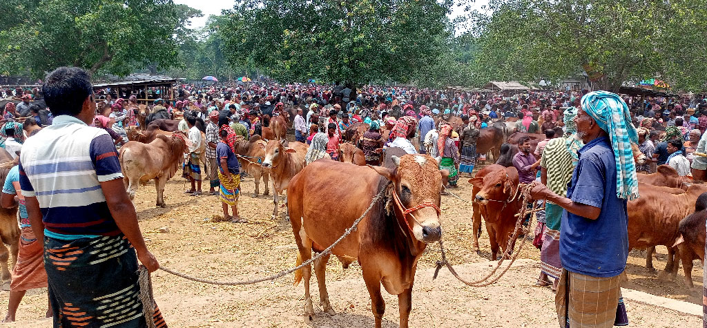 গাংনীতে জমে উঠেছে ঐতিহ্যবাহী বামন্দী পশুহাট