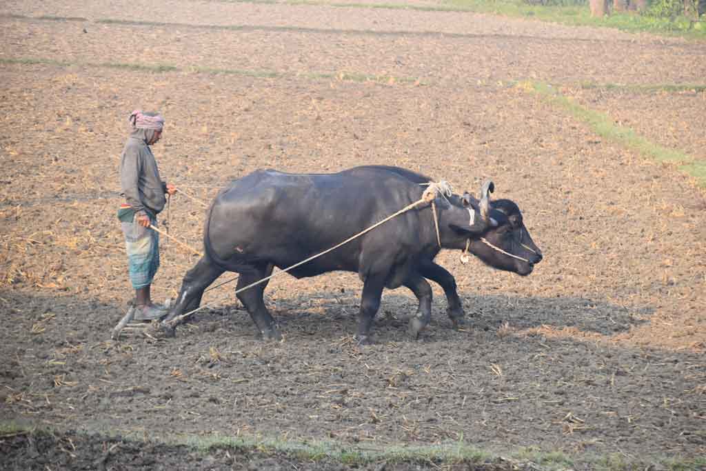 আমন ধান কাটা শেষ। নতুন করে চাষাবাদের জন্য মাঠ প্রস্তুত করছেন কৃষক। ভোরের আলো ফুটতেই মহিষ নিয়ে খেতে মই দিচ্ছেন। রুয়েট সংলগ্ন কৃষি জমি, রাজশাহী, ১৩ ডিসেম্বর ২০২৪। ছবি: মিলন শেখ