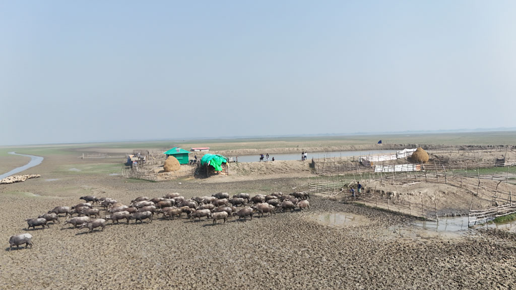 শীত আসায় নেমে গেছে নদীর পানি। জেগে উঠেছে চর। এসব চলে গড়ে উঠেছে মহিষের বাথান। নোয়াখালীর হাতিয়াতে জাগলার চর থেকে তোলা ছবি। ছবি: ইসমাইল হোসেন কিরন।