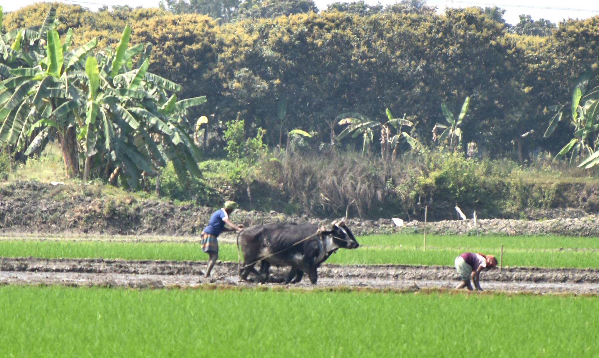 মহিষ দিয়ে মাটি কর্ষণ করছেন কৃষক। রাজশাহীর পবা উপজেলার নওহাটা পৌরসভা এলাকার একটি বিল থেকে তোলা। ছবি: মিলন শেখ