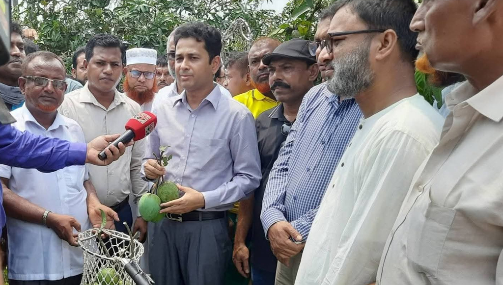 মিঠাপুকুরে হাঁড়িভাঙা আম বাজারজাত করা শুরু