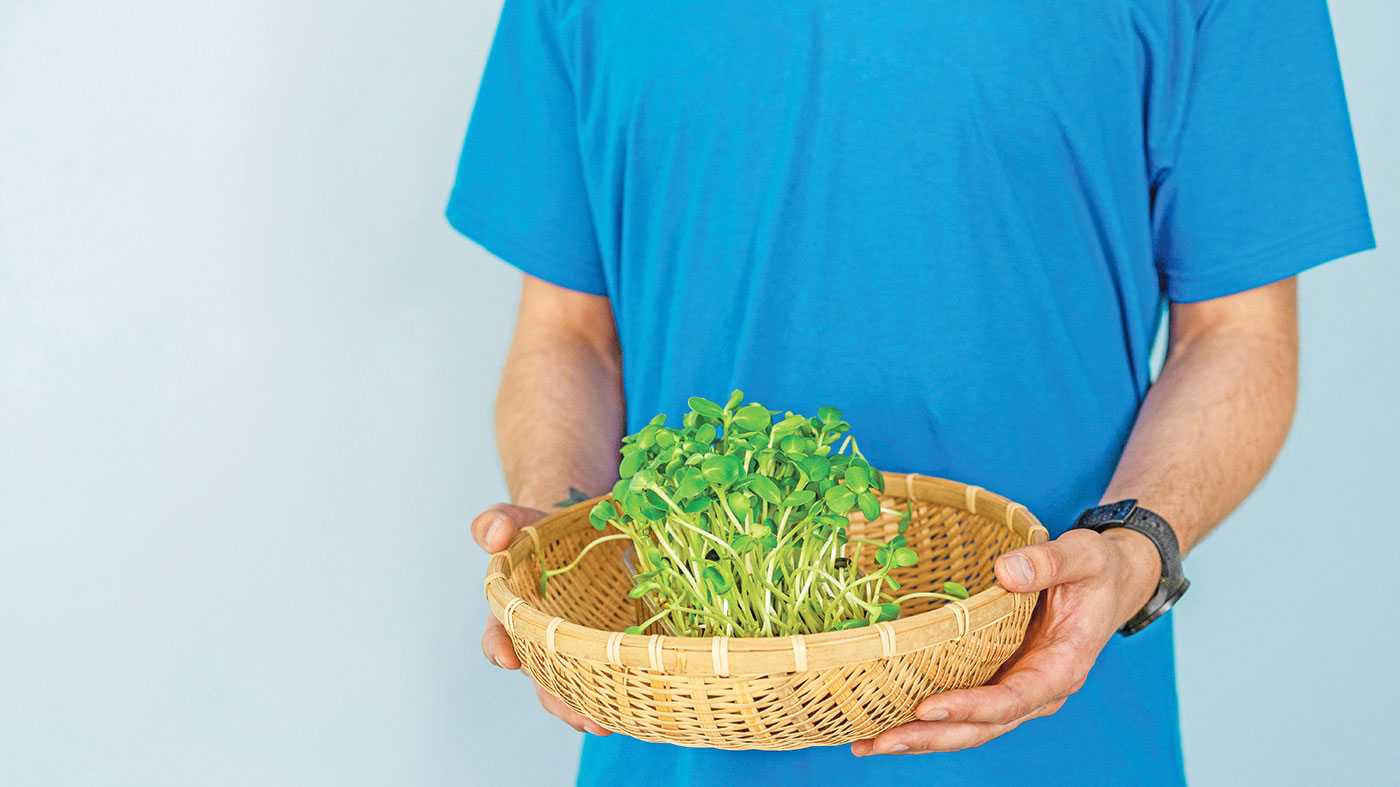 রান্নাঘরেই ফলবে মাইক্রোগ্রিন