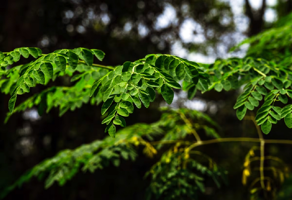 শজনেগাছ এবার পানি থেকে মাইক্রোপ্লাস্টিক সরানোর ক্ষমতা দেখাল