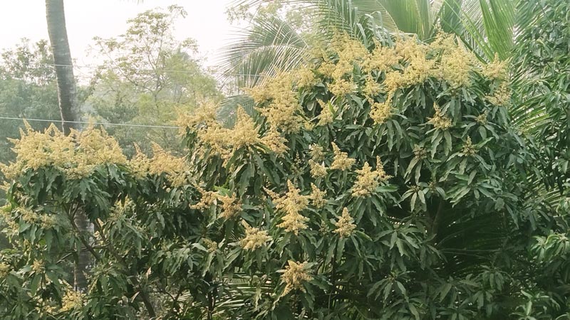 গাছে গাছে আমের মুকুল। কদিন পরই সেই মুকুল থেকে আমের দেখা মিলবে। ছবিটি গতকাল তালা উপজেলার পাটকেলঘাটার আমতলাডাঙ্গা থেকে তোলা, সাতক্ষীরা, ২৪ জানুয়ারি ২০২৫। ছবি: মুজিবুর রহমান