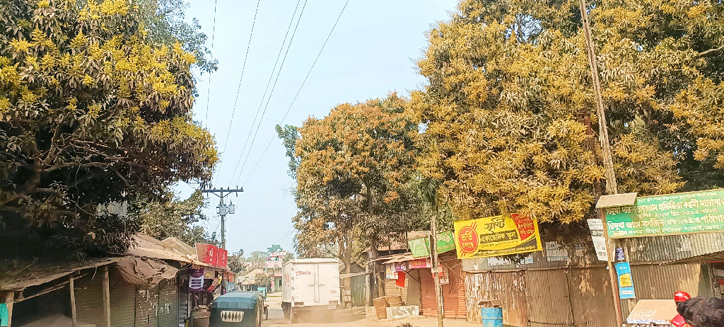 একদিন বাদেই ঋতুতে আসছে বসন্ত। ফাগুনের হাওয়ায় চারদিক মুখরিত। প্রকৃতি সেজেছে নতুন রূপে। রাস্তার দুই ধারে ফুটে থাকা আমের মুকুলে নুয়ে পড়েছে গাছ। সোনালি-হলুদ রঙের মুকুলের মনকাড়া ঘ্রাণ যেন ম ম করছে। মানিকগঞ্জের ঘিওর, ১২ ফেব্রুয়ারি ২০২৫। ছবি: আব্দুর রাজ্জাক