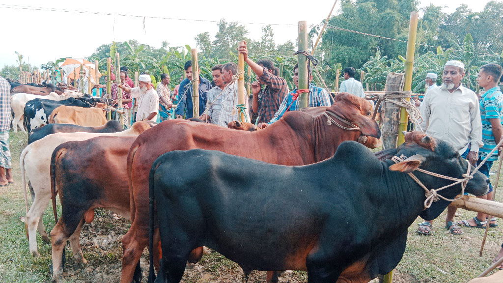 দূরদূরান্ত থেকে পাইকাররা আসছেন মৌলভীবাজারে