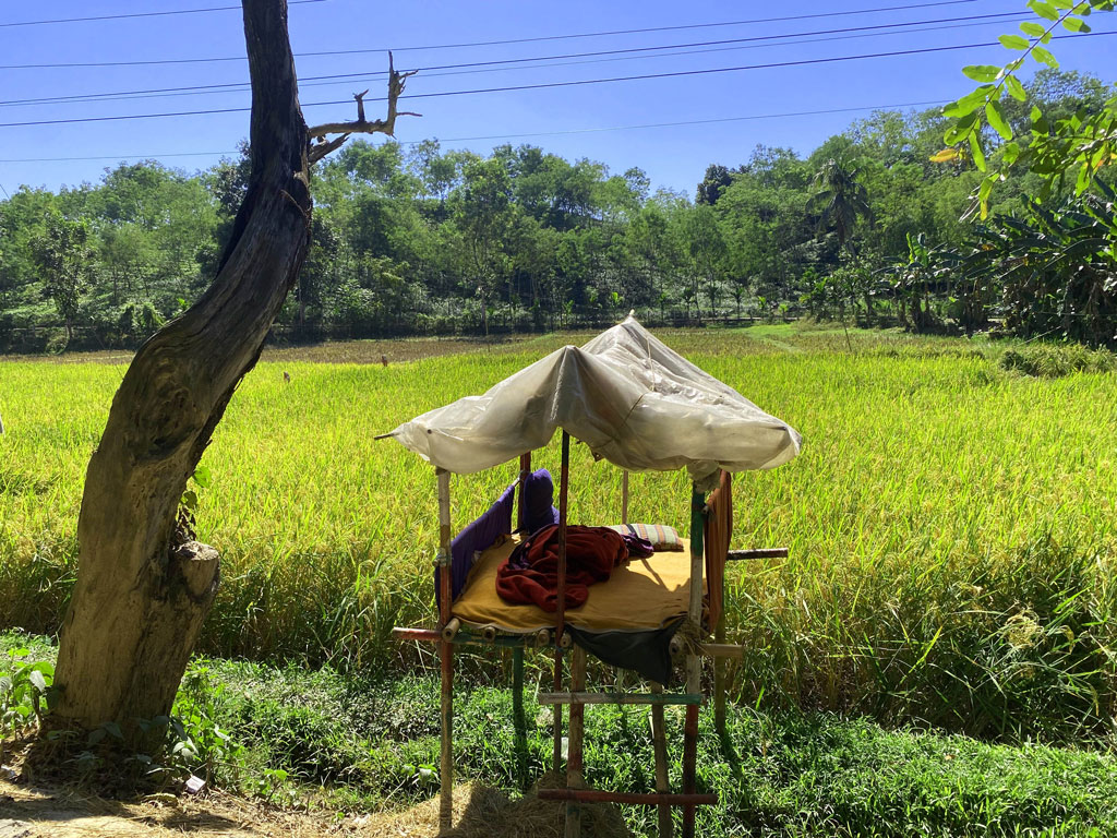 খাবার সংকটে বুনো শূকরের হানা, ফসল রক্ষায় রাত জাগছেন কৃষকেরা