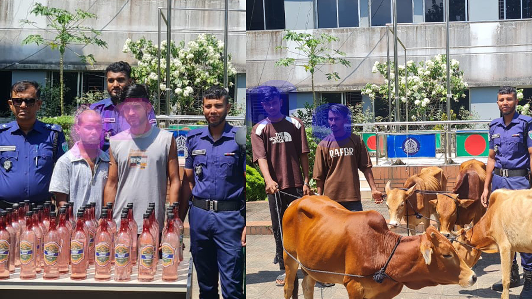 বড়লেখায় ভারতীয় ৪ বাছুর ও ৪০ লিটার মদ উদ্ধার, আটক ৪