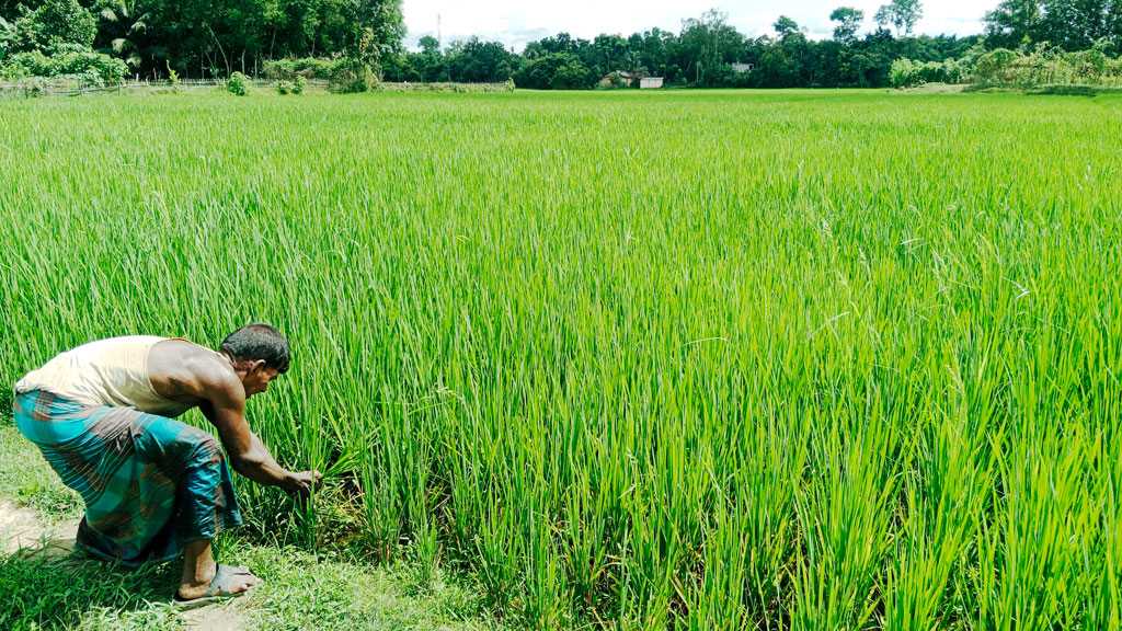সংরক্ষণের অভাবে হারিয়ে যাচ্ছে স্থানীয় ধান