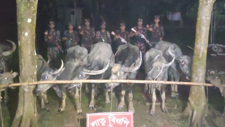 বড়লেখা সীমান্তে ১০টি ভারতীয় মহিষ আটক