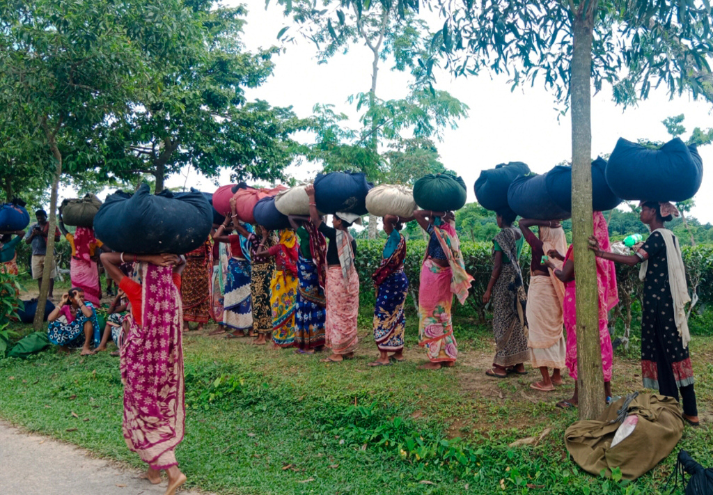 চা-বাগানের নারী শ্রমিকেরা মজুরি-বৈষম্যের শিকার, অধিকার বাস্তবায়নের দাবি