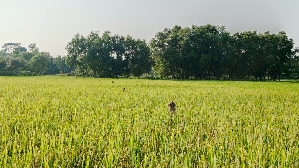 পোকা দমনে পরিবেশবান্ধব ‘পাচিং’ পদ্ধতিতে সুফল পাচ্ছেন মৌলভীবাজারের আমনচাষিরা