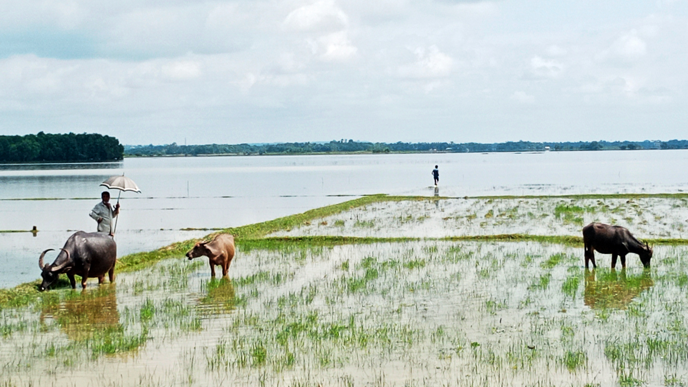 বন্যার পর তীব্র গোখাদ্য সংকট, বিপাকে মৌলভীবাজারের ২৮ ইউনিয়নের বাসিন্দারা