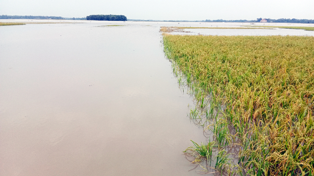 পাহাড়ি ঢল ও টানা বৃষ্টিতে মৌলভীবাজারে ডুবছে বোরো ধান, বিপাকে কৃষক