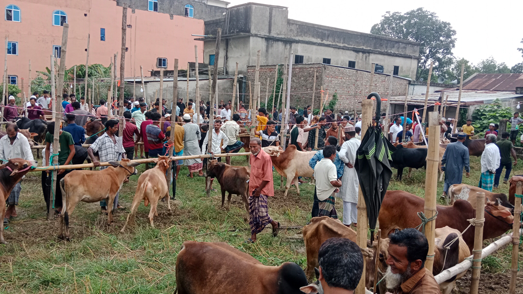 মৌলভীবাজারে জমে উঠেছে কোরবানির পশুর হাট, ছোট-মাঝারি গরুর চাহিদা বেশি