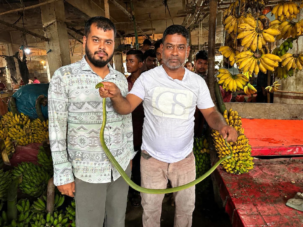 শ্রীমঙ্গলে কলার ছড়ি থেকে সবুজ ফণিমনসা সাপ উদ্ধার