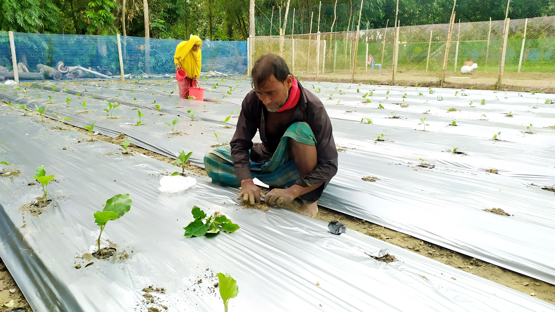 মালচিং পদ্ধতিতে সবজি চাষ, কম খরচে লাভবান কৃষক