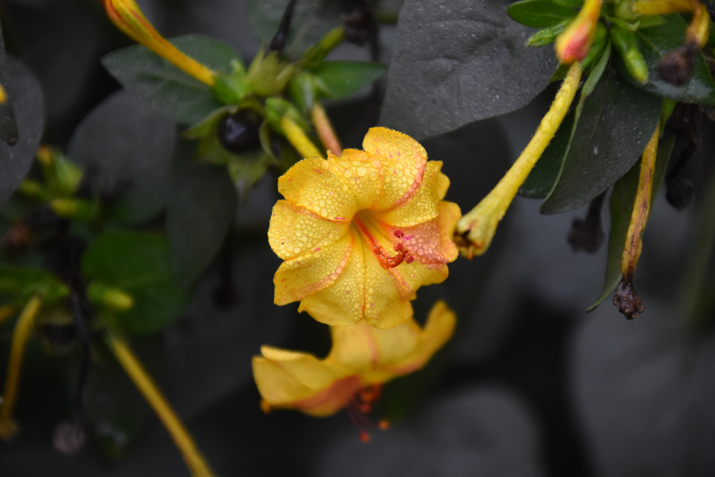 সন্ধ্যামালতী বা সন্ধ্যামনি এমন একধরনের ফুল যা সাধারণত বসতবাড়ি সাজানোর কাজে ব্যবহার হয়। সন্ধ্যামালতী বিভিন্ন রঙের হয়ে থাকে। সম্ভবত এই ফুল পেরু থেকে অন্যান্য দেশে ছড়িয়ে পড়েছে। সন্ধ্যামালতীর অন্যতম বৈশিষ্ট্য হলো এতে একটি গাছেই বিভিন্ন রঙের ফুল ফুটতে পারে। এমনকি মাঝেমধ্যে একই ফুলে বিভিন্ন রং দেখা যায়। নগরীর পদ্ম আবাসিক এলাকা, রাজশাহী, ২ জানুয়ারি ২০২৫। ছবি: মিলন শেখ