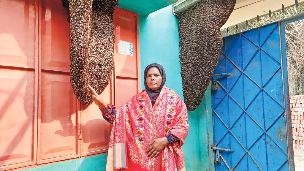 মৌমাছি ভালোবেসেছে হিরামণিকে