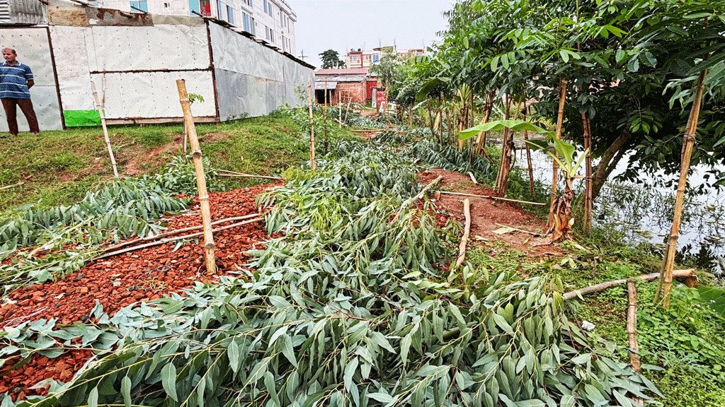 জমি বিরোধে ৫৫টি গাছ কাটার অভিযোগ, গ্রাম আদালতে লিখিত অভিযোগ