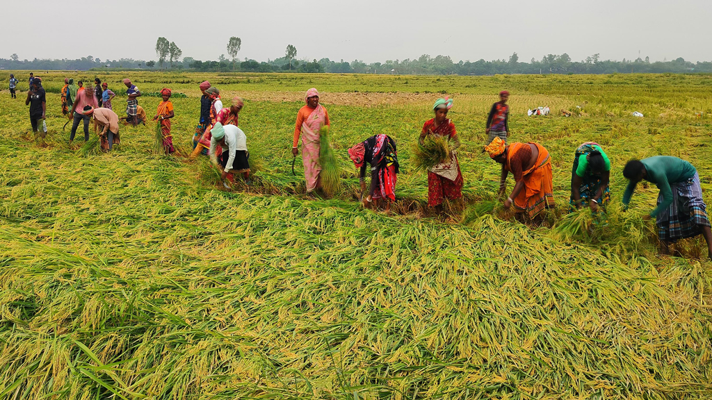 মান্দায় সাত বিঘা জমির ধান কেটে নেওয়ার অভিযোগ প্রতিপক্ষের বিরুদ্ধে