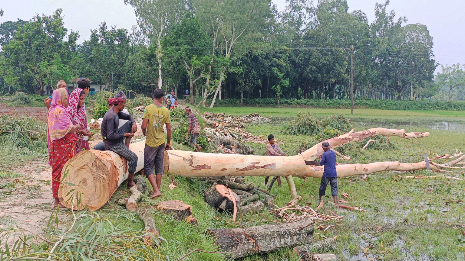 বনবিভাগের অনুমোদন ছাড়াই সরকারি রাস্তার ২৩৭ গাছ কাটা হচ্ছে: নেপথ্যে স্থানীয় মহিলাদল নেত্রী