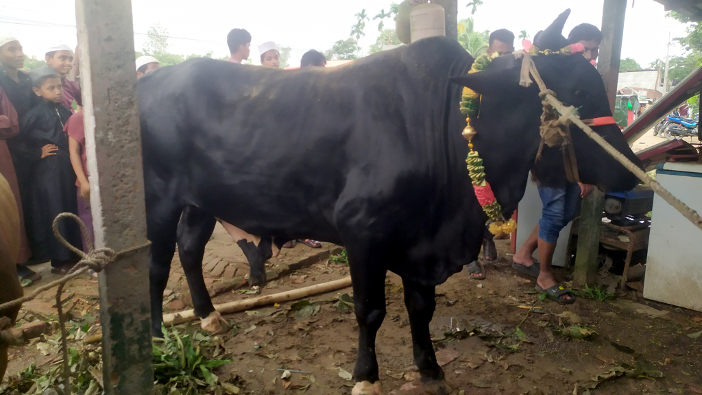মানিকছড়ির কোরবানির হাটে ছোট-মাঝারি গরুর চাহিদা বেশি, বড় গরু নিয়ে শহরমুখী খামারিরা