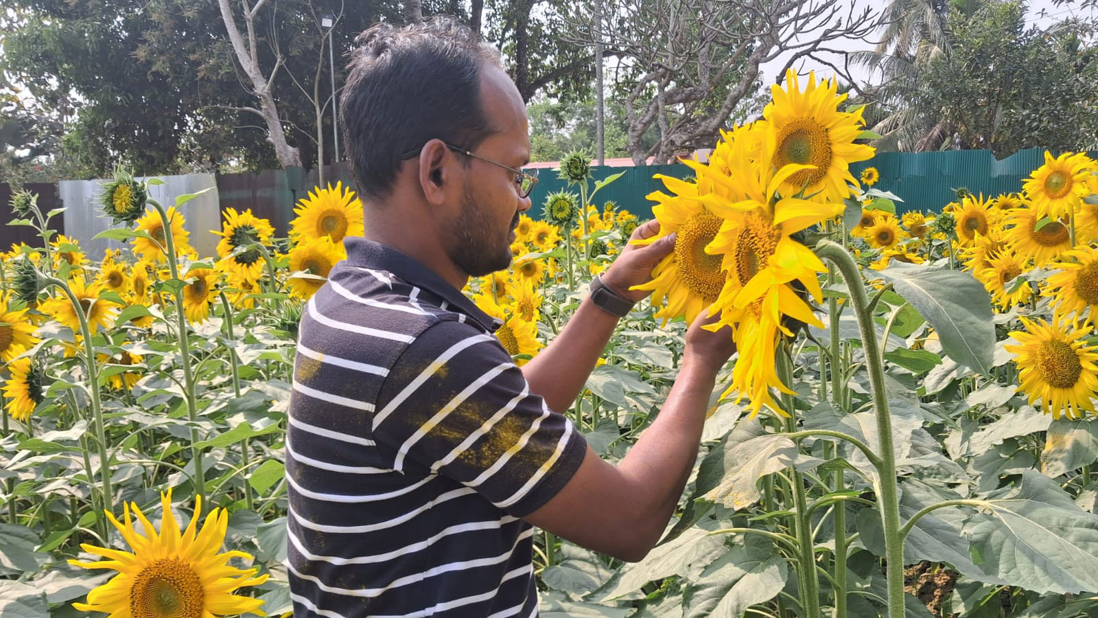প্রক্রিয়াজাতের সংকটে মানিকছড়িতে সূর্যমুখী চাষে আগ্রহ কমছে কৃষকদের