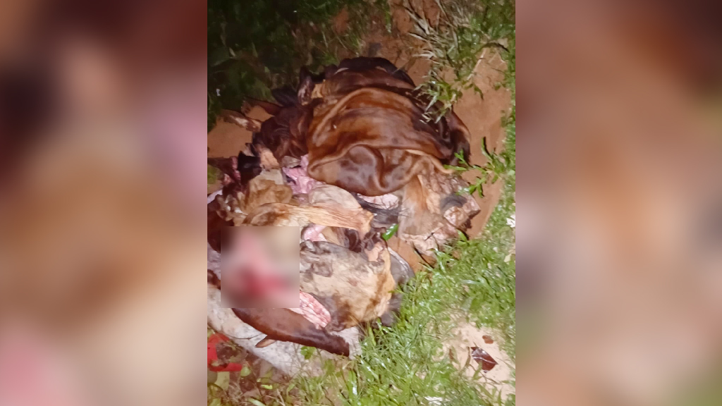 মানিকছড়িতে সংগৃহীত চামড়া নিয়ে বিপাকে মাদ্রাসাগুলো