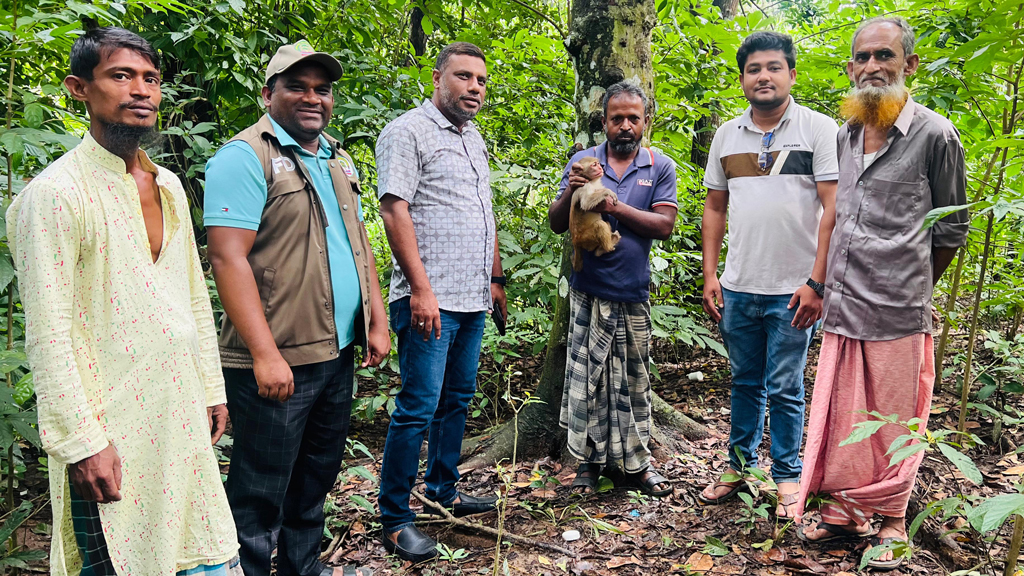 খাদ্য-সংকটে লোকালয়ে বানরের অবাধ বিচরণ: ফসলের ক্ষতি, ঘরের ভাত-তরকারিও সাবাড়