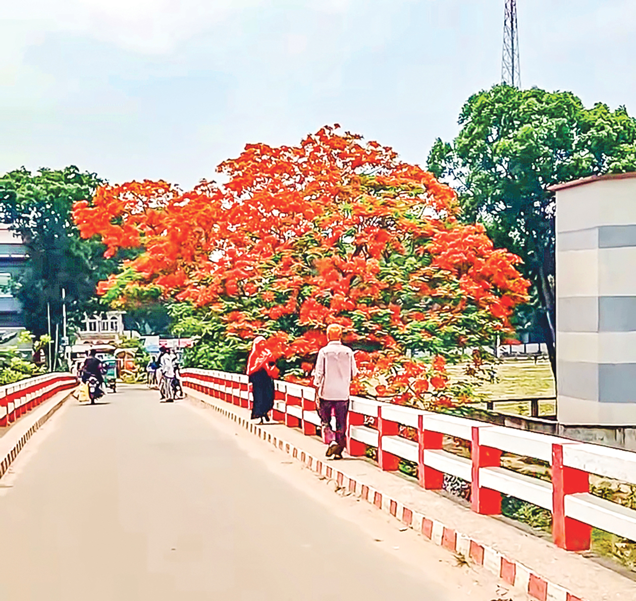 আগুনরাঙা কৃষ্ণচূড়ায় মুগ্ধ ক্লান্ত পথিক