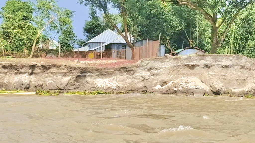 যমুনার ভাঙনে বিলীন চর বাঘুটিয়া