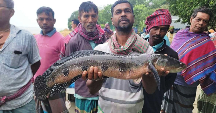 ইছামতী নদীতে মিলল দানবাকৃতির গজার, জেলেদের মুখে হাসি