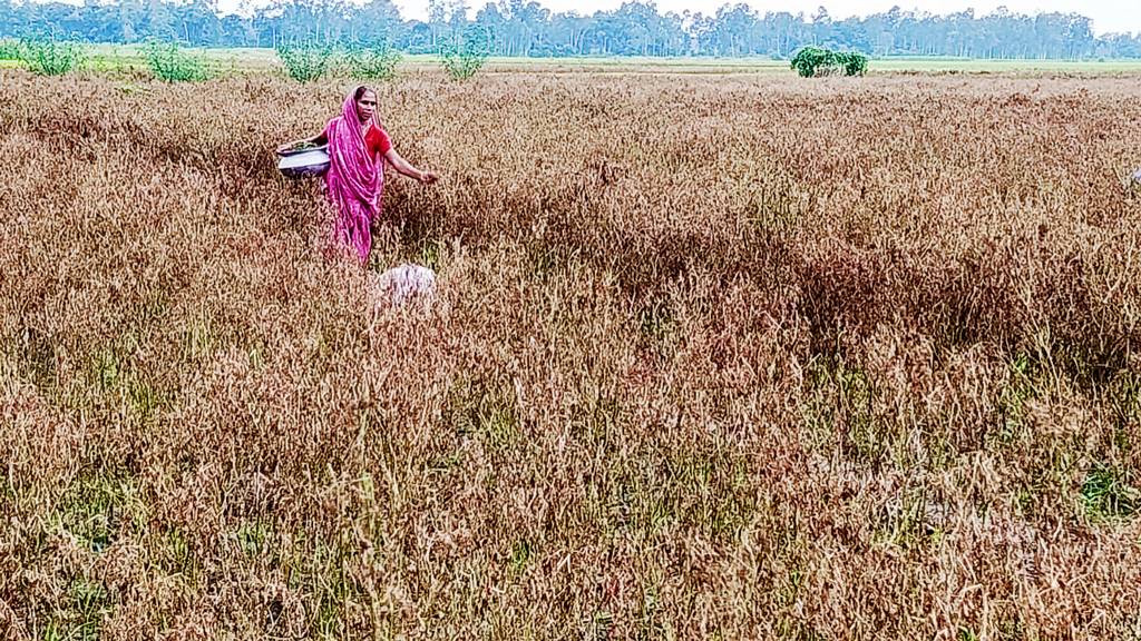 অতিবৃষ্টিতে নষ্ট খেত, দাম বেড়েছে কাঁচা মরিচের