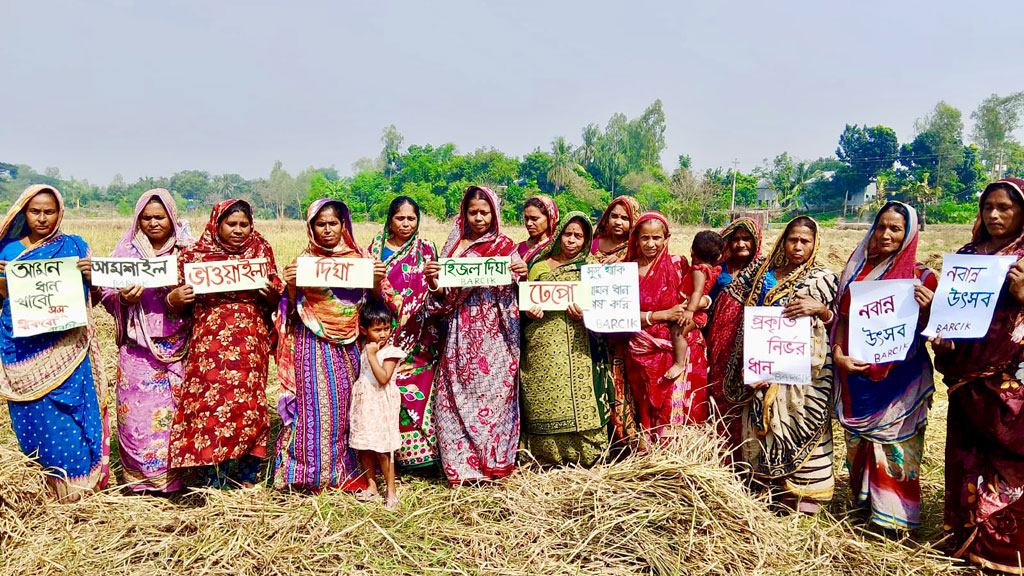 মানিকগঞ্জে ৮২ জাতের ধান চাষে গবেষণা, প্রত্যন্ত গ্রামে নিরাপদ কৃষির নতুন স্বপ্ন