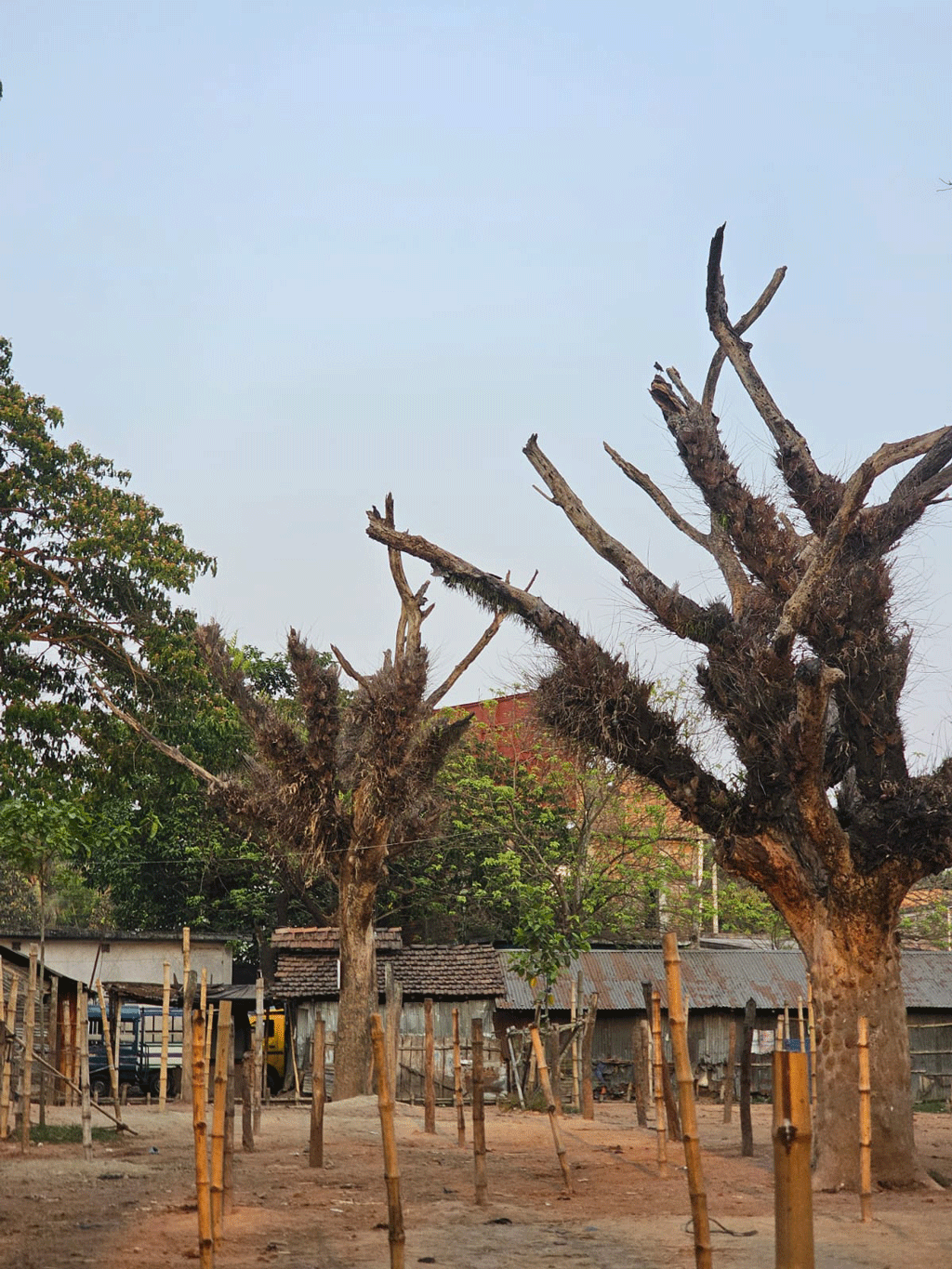 প্রকাশ্যে ডাকা গাছের নিলাম গোপনে সারলেন এসি ল্যান্ড