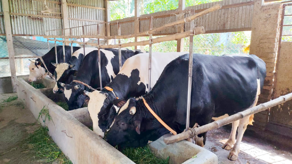 মুন্সিগঞ্জে চাহিদার চেয়েও ১২ হাজার বেশি কোরবানির পশু প্রস্তুত