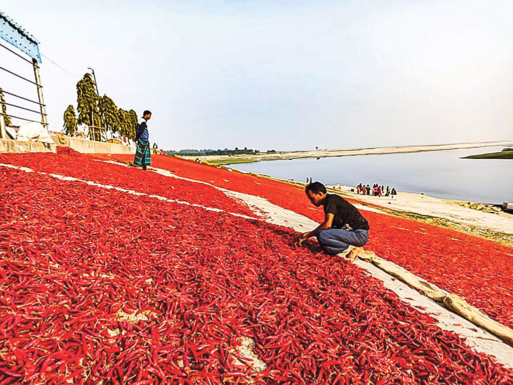 বগুড়ায় ‘লাল মরিচ বিপ্লব’ 
৩০০ কোটির বাণিজ্য