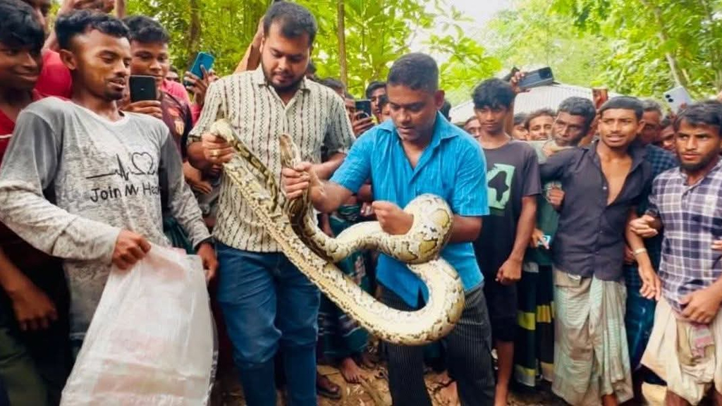 শ্রীমঙ্গলে বসতঘরের সিলিং থেকে উদ্ধার হলো বিশাল অজগর