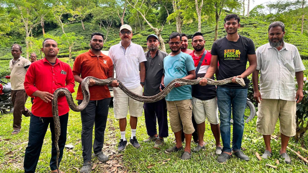 মৌলভীবাজারে ১৬ ও ১৭ ফুট লম্বা দুটি অজগর উদ্ধার