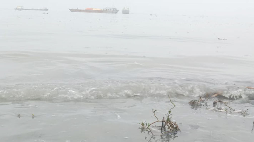 মেঘনায় ভেসে উঠছে ঝাঁকে ঝাঁকে মরা মাছ, উৎকণ্ঠায় জেলে ও এলাকাবাসী