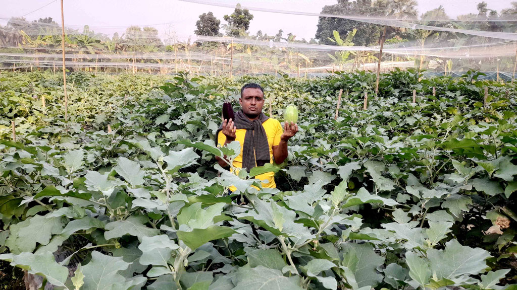 বিষমুক্ত বেগুন চাষে মুরাদের বাজিমাত