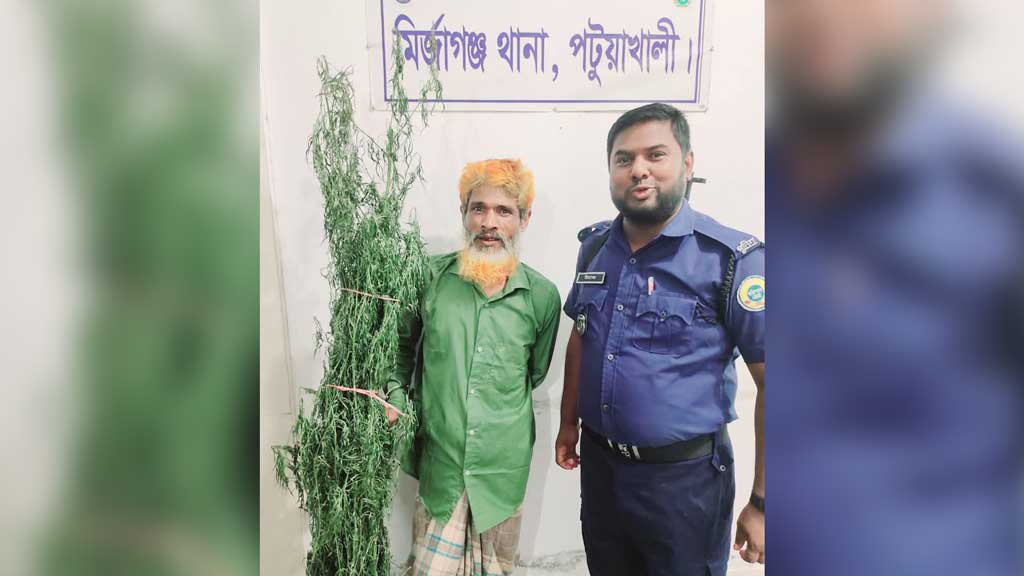 পাট খেতে গাঁজা চাষ, অতঃপর...