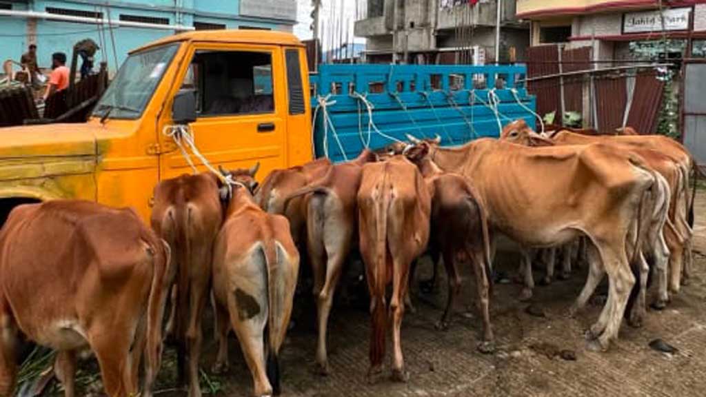 মিরসরাইয়ে ১৯টি ভারতীয় গরু উদ্ধার, চোরাচালানের অভিযোগে গ্রেপ্তার ৪