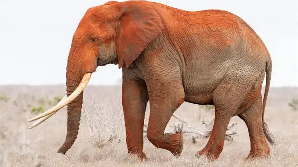 উখিয়ায় লোকালয়ে বন্য হাতির মরদেহ উদ্ধার