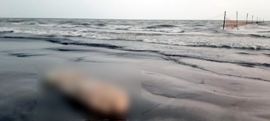 কুয়াকাটা সৈকতে ভেসে এল ৮ ফুট দীর্ঘ মৃত ইরাবতী ডলফিন