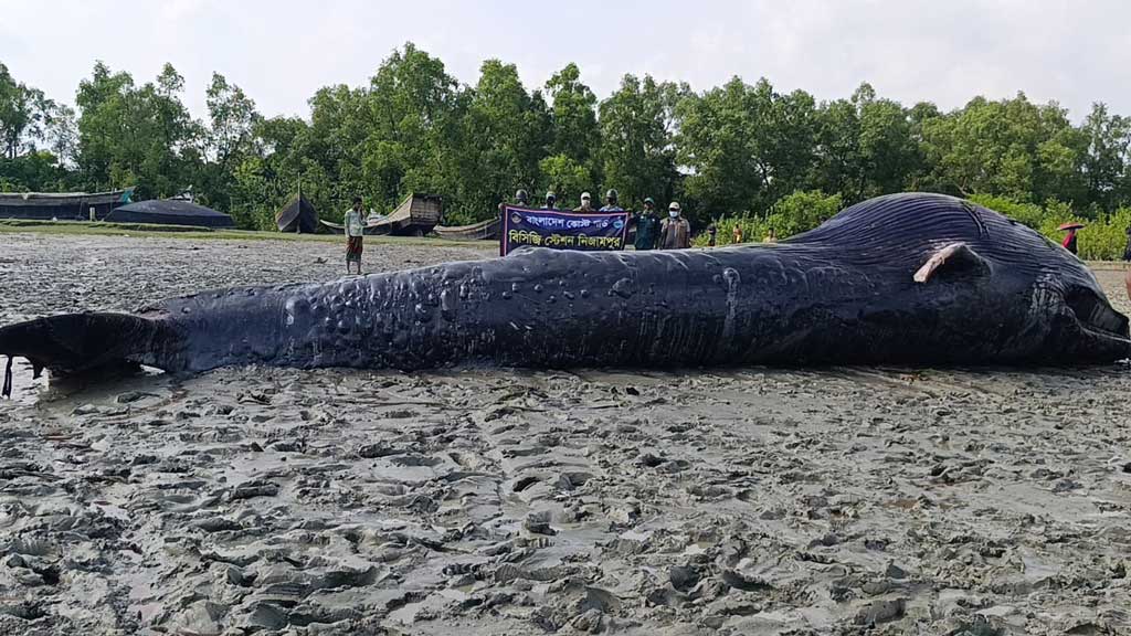 তালতলীর আন্দারমানিক নদীতে ভেসে এল ৩২ ফুট দীর্ঘ মৃত তিমি
