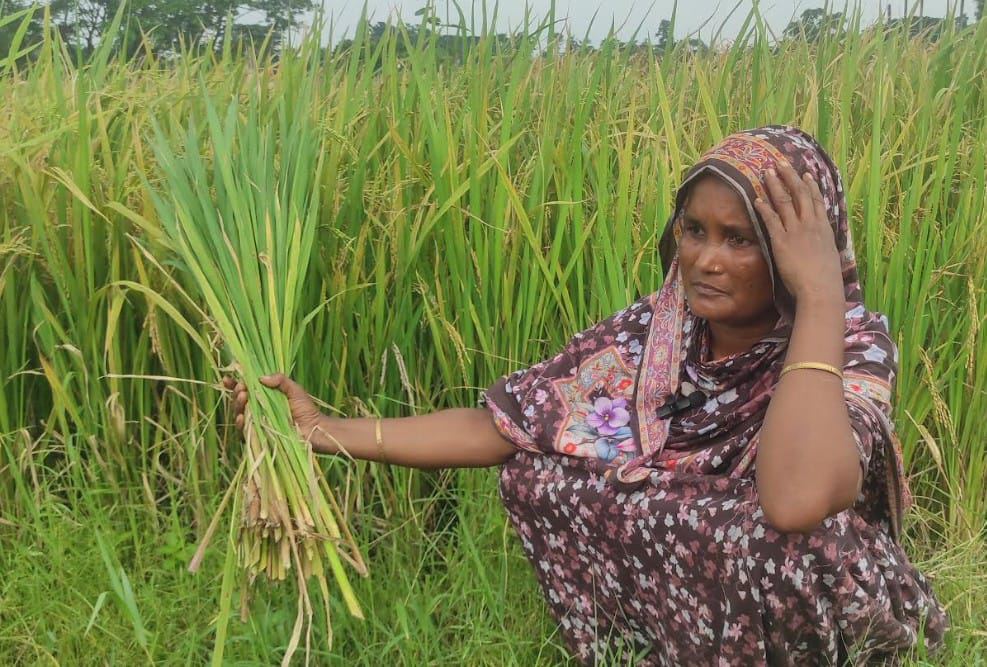 হাইব্রিড ধানের ফলন বিপর্যয়, শিষহীন খেতে ক্ষতির মুখে কৃষক