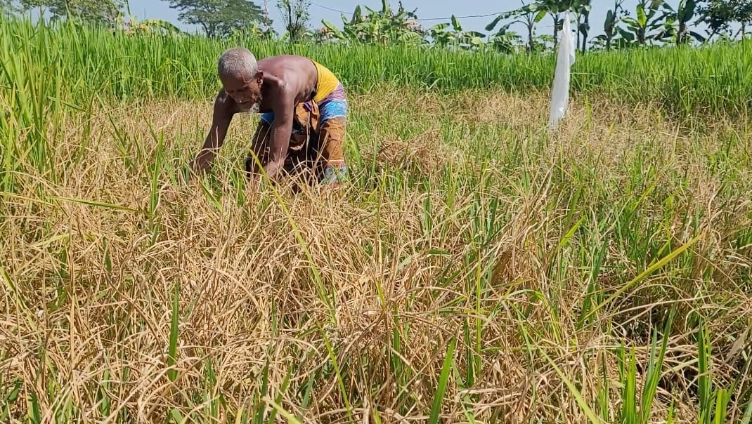 ময়মনসিংহে ধানখেতে পোকার আক্রমণ, দুশ্চিন্তায় কৃষক